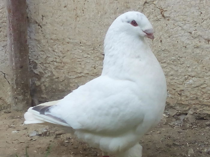 M-2015 - 2-AMERICAN GIANT HOMER