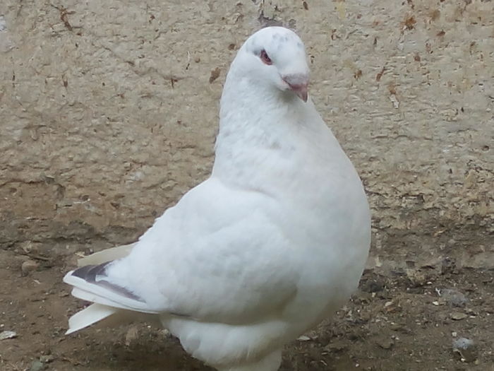 M-2015 - 2-AMERICAN GIANT HOMER