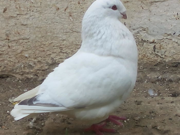 M-2015 - 2-AMERICAN GIANT HOMER