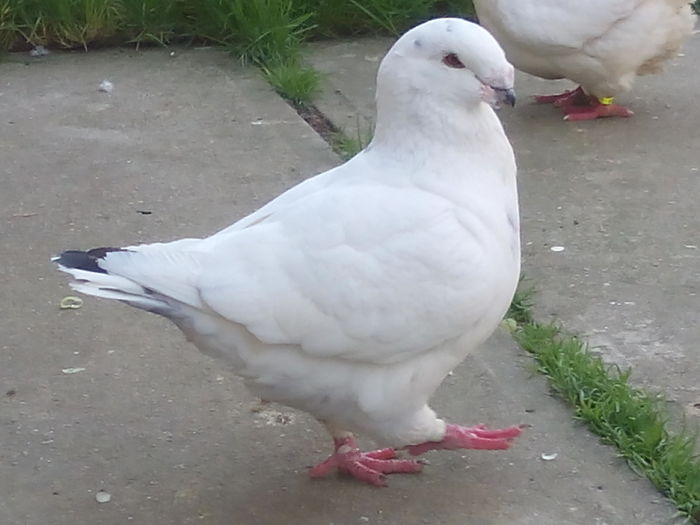 M-2015 - 2-AMERICAN GIANT HOMER