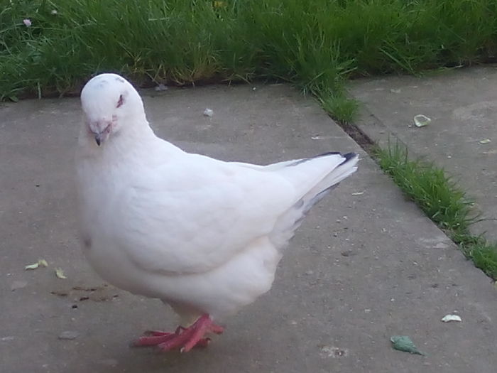 M-2015 - 2-AMERICAN GIANT HOMER