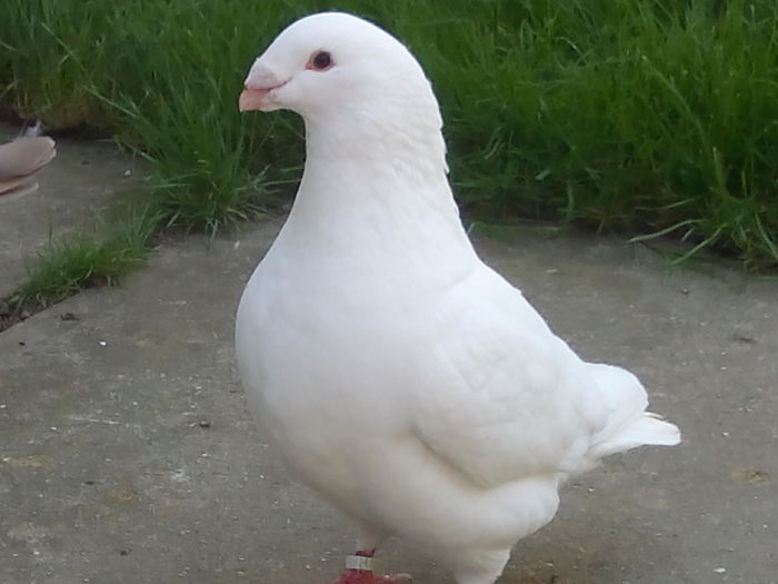 M-2015 - 2-AMERICAN GIANT HOMER