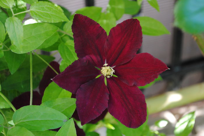 clematis Sunset