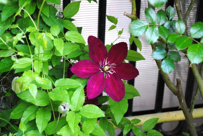 clematis Sunset