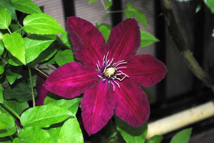 clematis Sunset