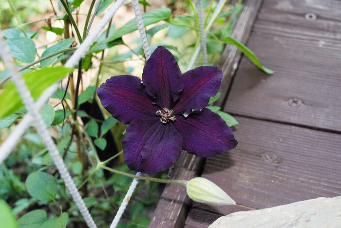 clematis rasputin(primul an)
