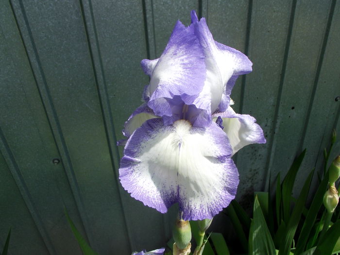 iris blue shimmer - Irisi 2016