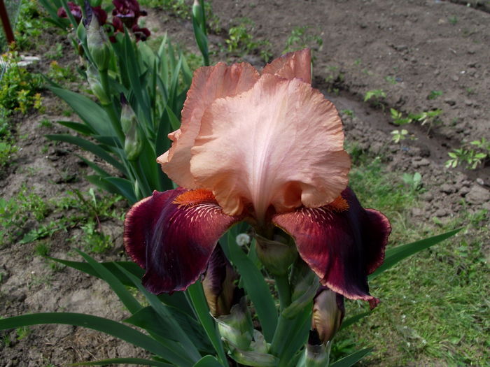 iris cumparat ca poem of ecstacy