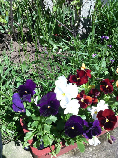 panselute - 01-Flori din curtea mea 2016