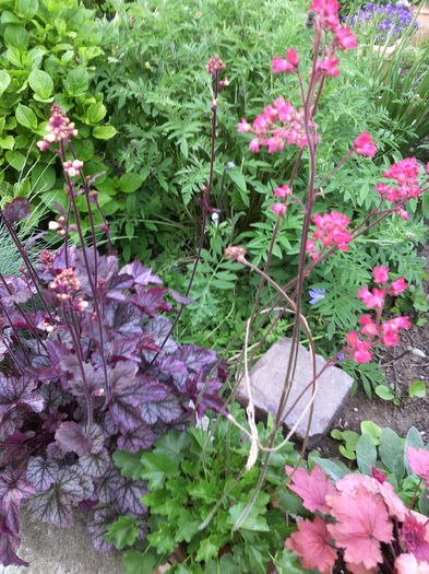 Heuchera inflorita - 01-Flori din curtea mea 2016