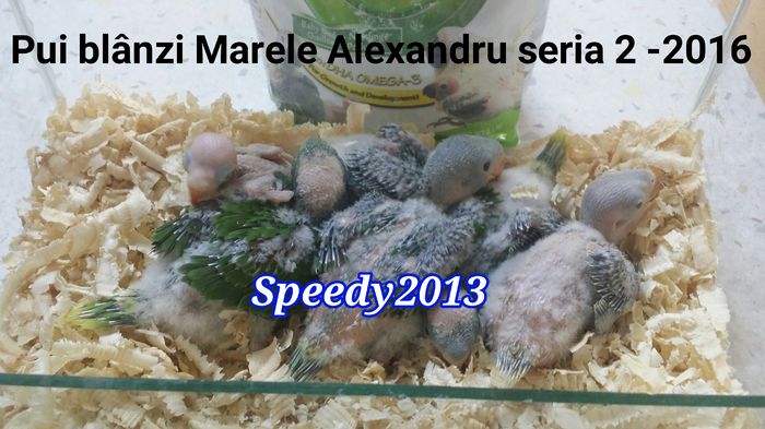 Marele Alexandru bland 03 - Pui Marele Alexandru blanzi 2016