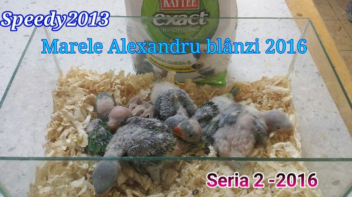 Marele Alexandru bland 2016