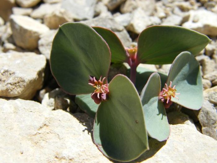 Euphorbia mazicum