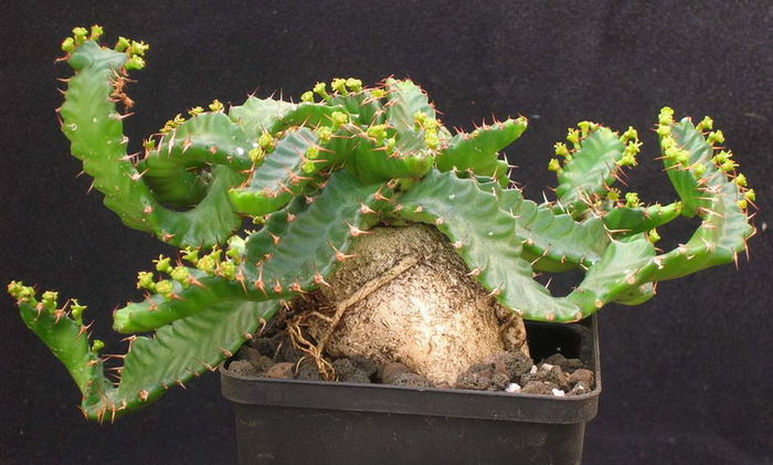 Euphorbia stellata - achizitionata - Whish list pentru viata urmatoare1