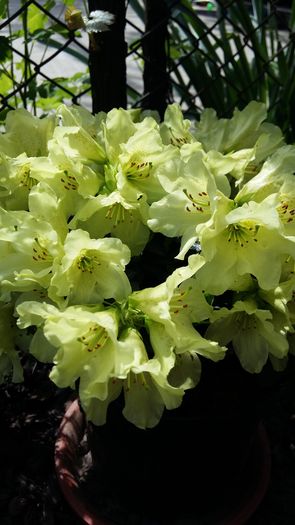 20160424_112040 - 1Gradina mea-2016