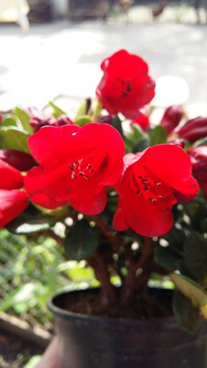 20160424_112112 - 1Gradina mea-2016