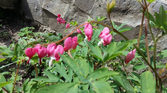 20160424_113001 - 1Gradina mea-2016