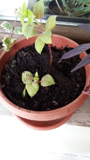 Fuchsia - Inradacinari si plante din seminte