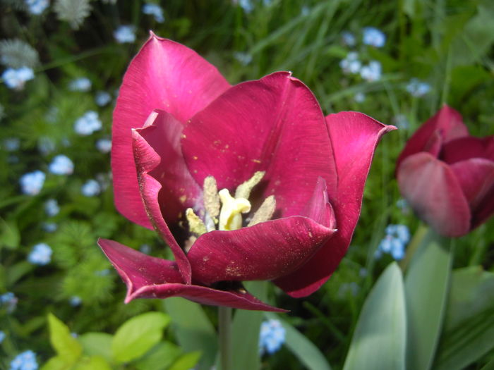 Tulipa Negrita (2016, April 13) - Tulipa Negrita