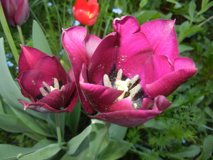 Tulipa Negrita (2016, April 13) - Tulipa Negrita