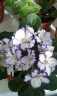  - AA VIOLETE de COLECTIE