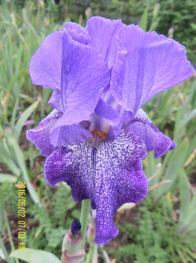 Purple Pepper - Irisii mei
