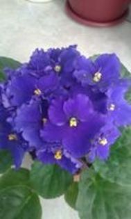  - AA VIOLETE de COLECTIE