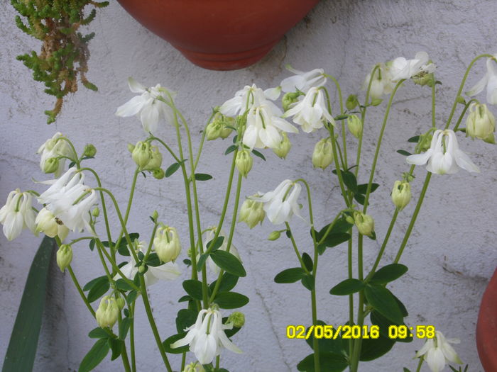 Aquilegia -Caldarusa - Mai 2016