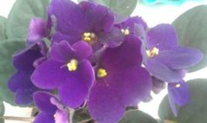 19 apr 2016 - AA VIOLETE de COLECTIE