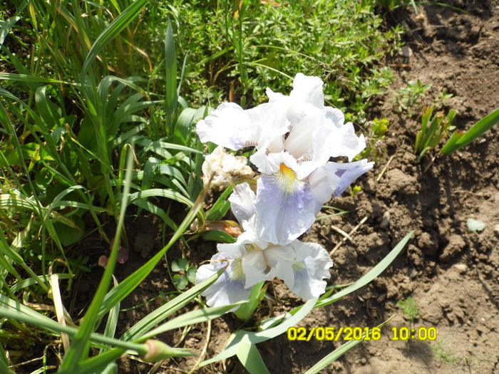 Iris - Mai 2016