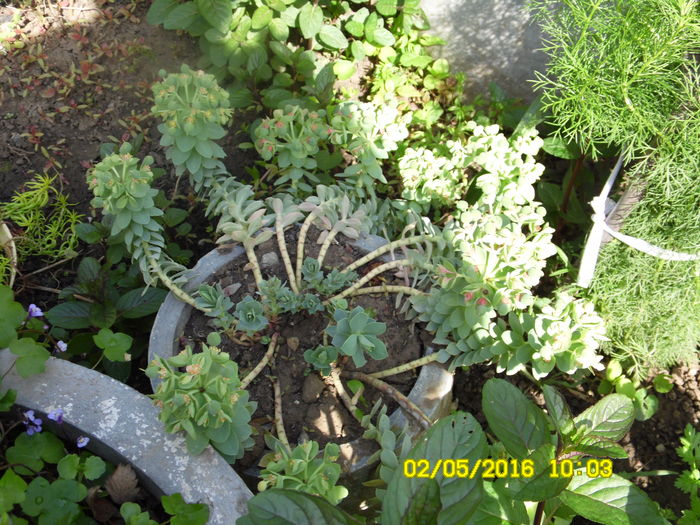 Euphorbia mirsinytes dupa inflorire - Mai 2016