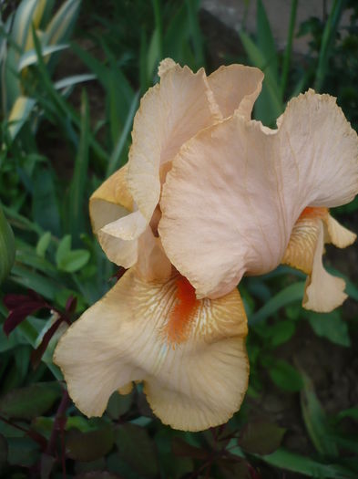P1260179