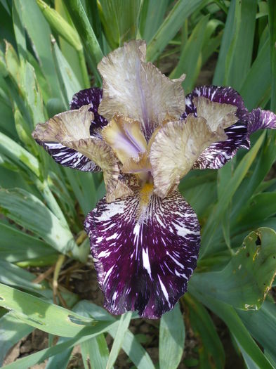 P1260189