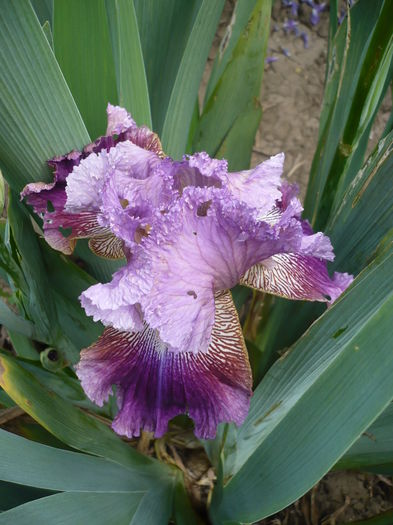 P1260191