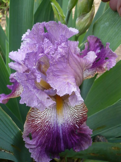 P1260194