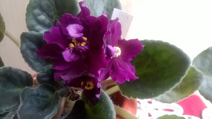 WP_20160502_11_38_18_Pro