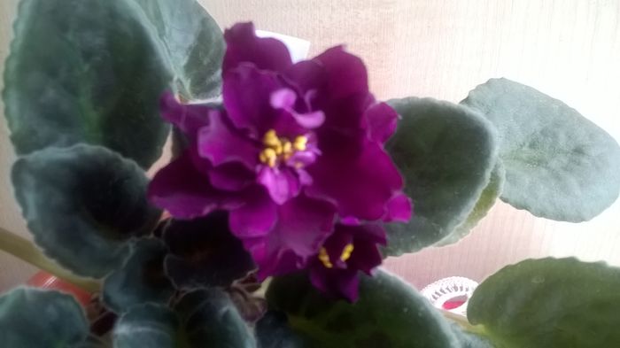 WP_20160502_11_38_25_Pro