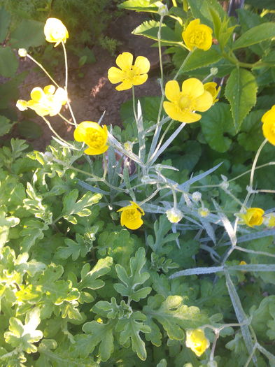 IMG_20160501_082453 - Primavara 2016