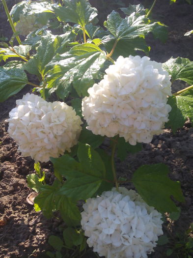 bulgar de zapada - Primavara 2016