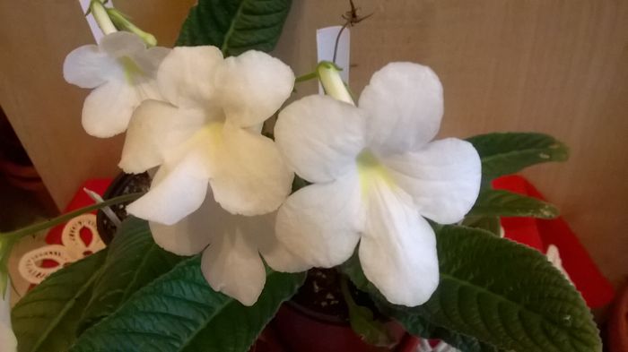 WP_20160315_17_51_43_Pro