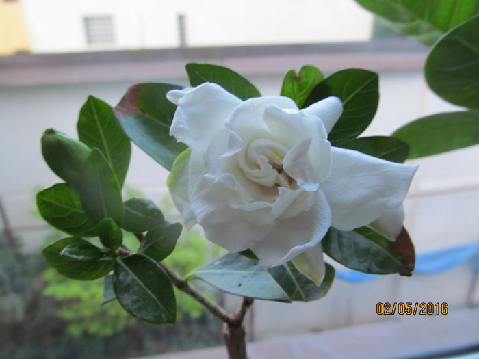 Gardenia(altoi de la Gardenia de 15 ani) - GARDENII SI JASMIN 2016