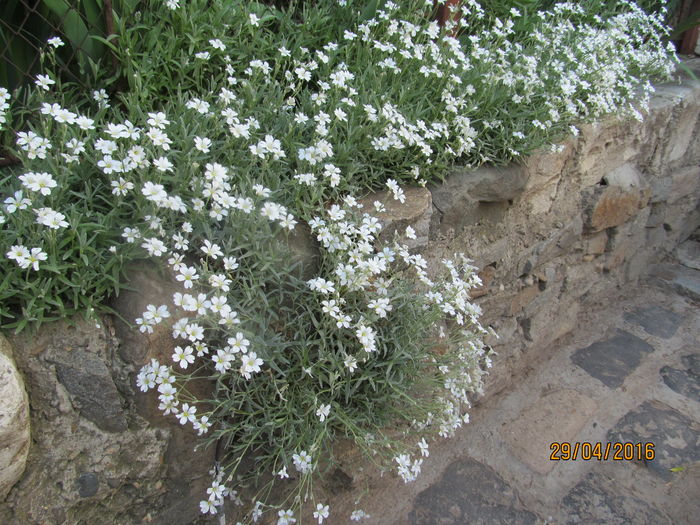 Cerastium - Flori in gradina-2016