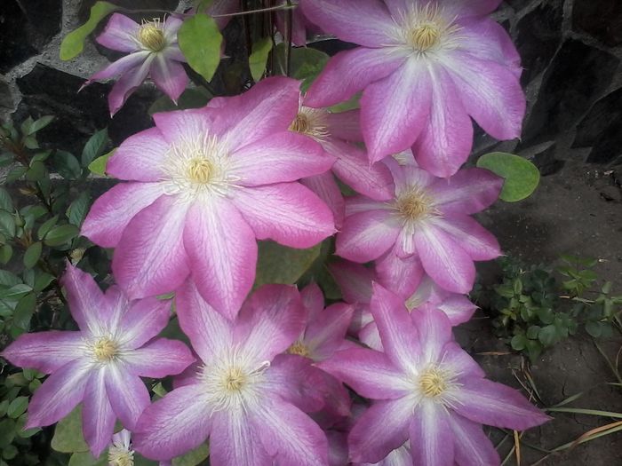 20160502_114629 - clematita 2014-2015-2016-2018-2019