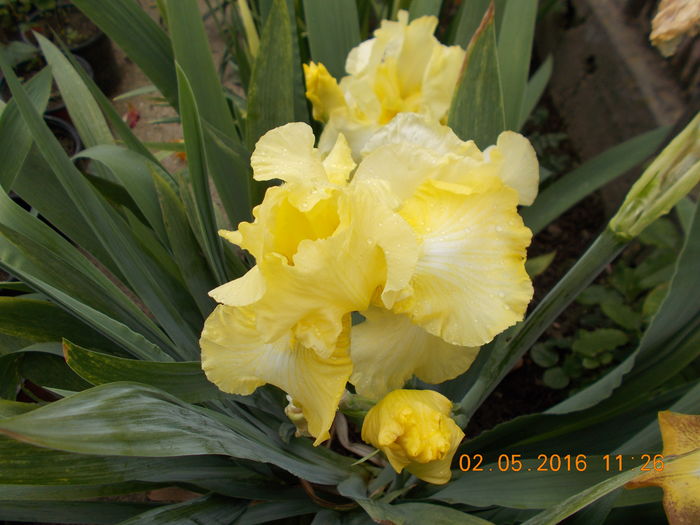 remontant,floare uriasa - IRISI INFLORITI  IN 2016