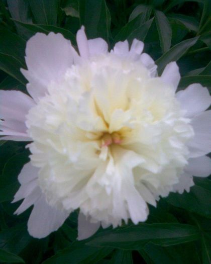 bujor alb - flori primavara