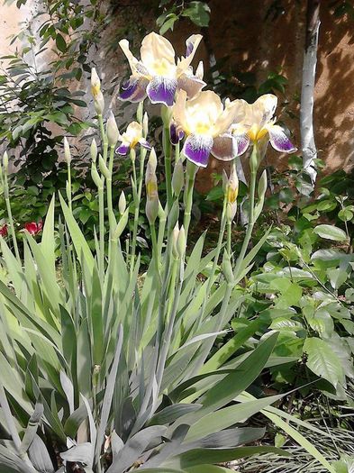iris - flori primavara