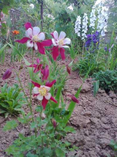 caldarusa rosie - flori primavara