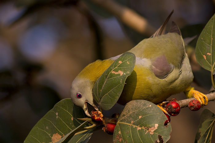 image - 1----Porumbei si turturici exotice----exotic doves and pigeons