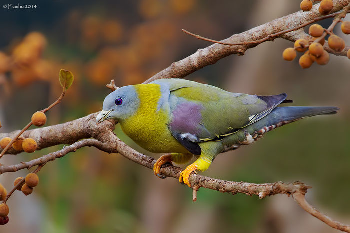 image - 1----Porumbei si turturici exotice----exotic doves and pigeons