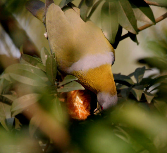 image - 1----Porumbei si turturici exotice----exotic doves and pigeons